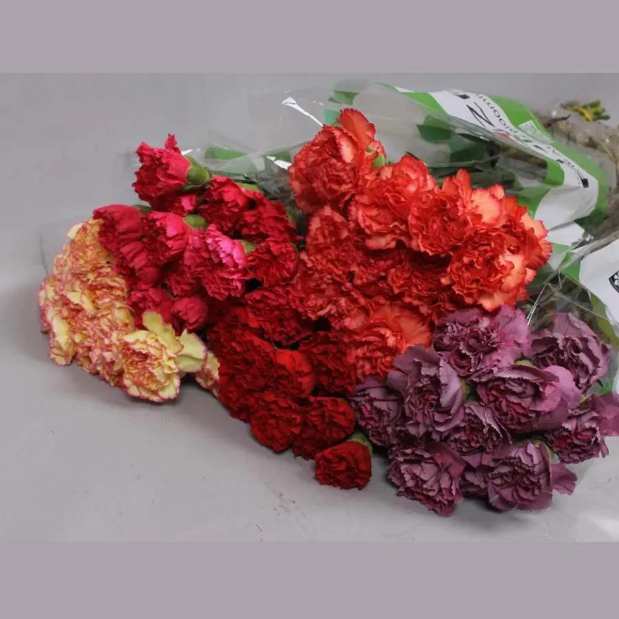 Carnation Assorted - 80 Stem Bunch