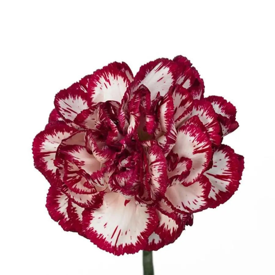 Carnation Bacarat -20 Stem Bunch