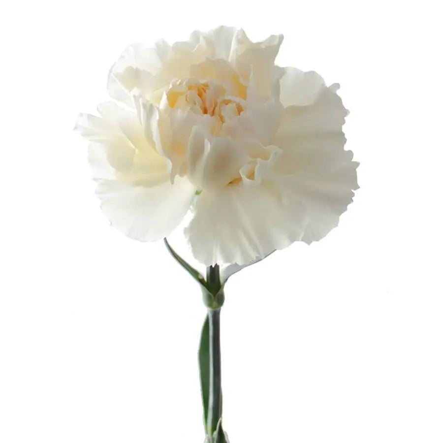 Carnation Diletta Crema - 20 Stem Bunch