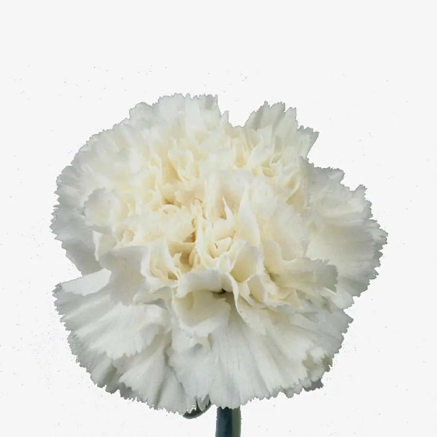 Carnation Dover - 80 Stem Bunch