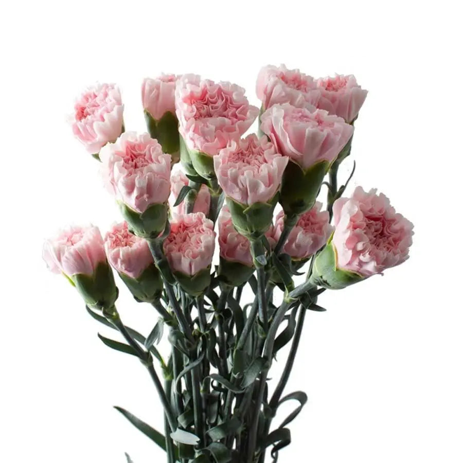 Carnation Essiana - 20 Stem Bunch