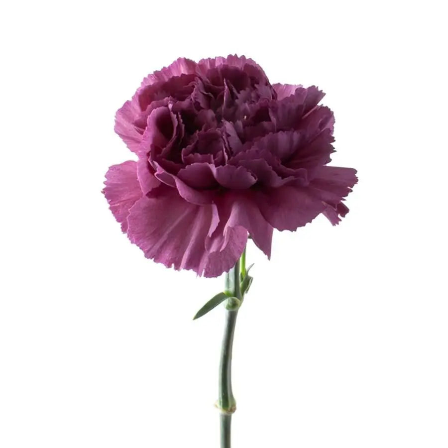 Carnation Extasis 40 Stem Bunch PetalDriven