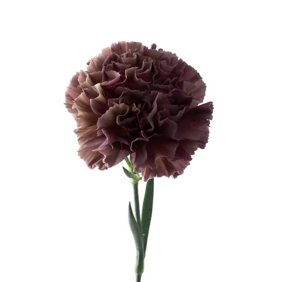 Carnation Extasis Copper - 20 Stem Bunch