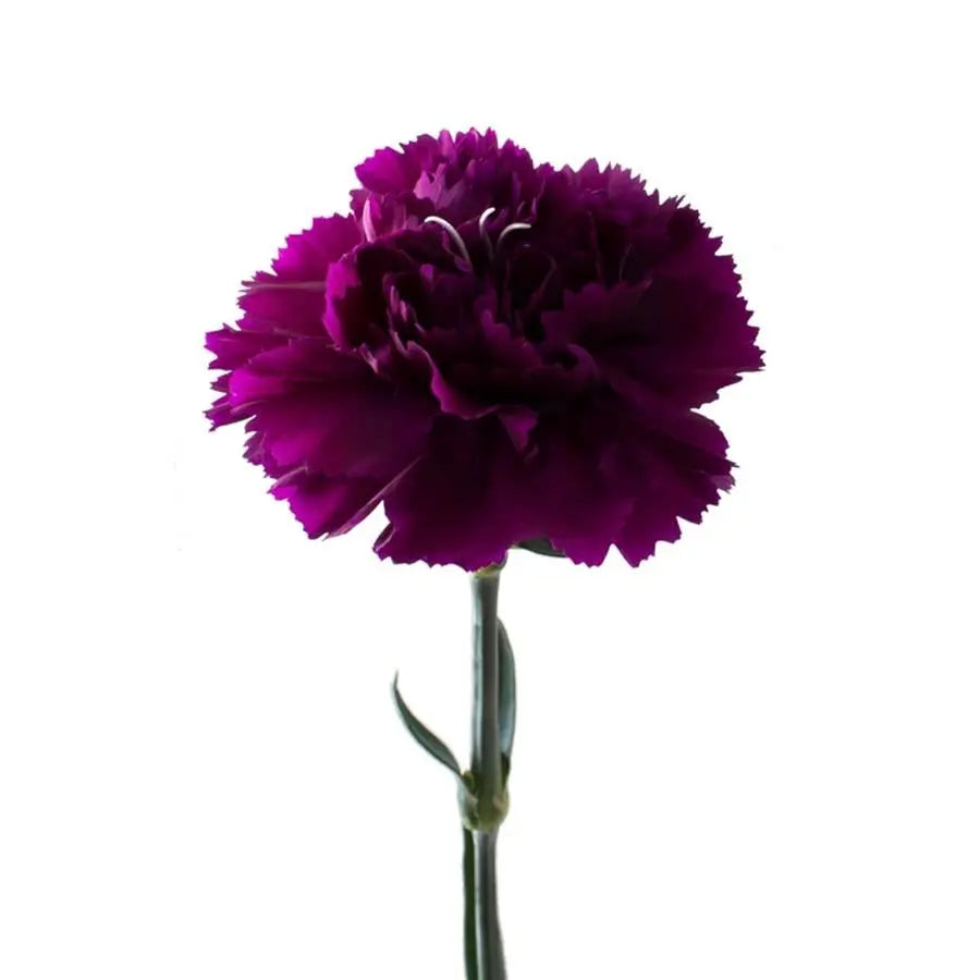 Carnation Florigene Moontea - 20 Stem Bunch