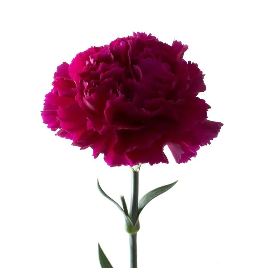 Carnation Golem - 20 Stem Bunch