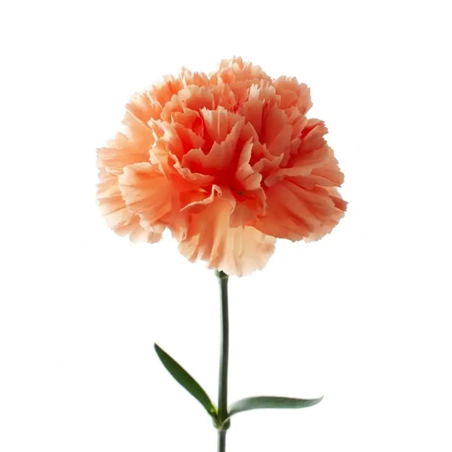 Carnation Hermes Orange - 20 Stem Bunch