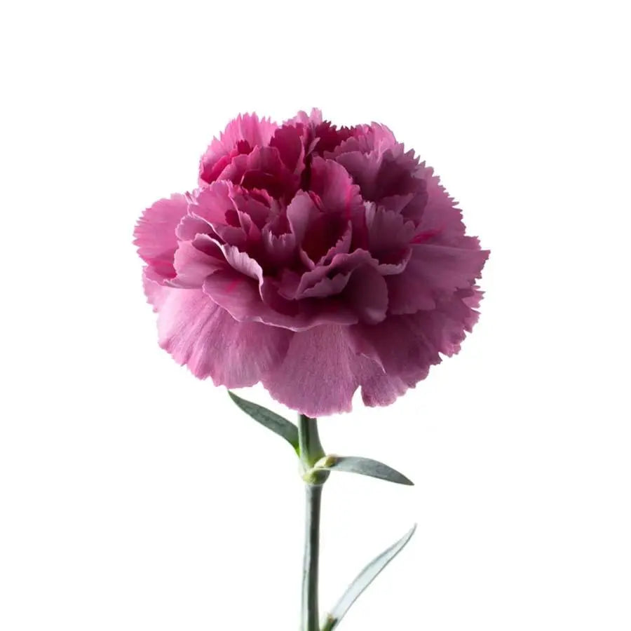 Carnation Hypnosis - 20 Stem Bunch