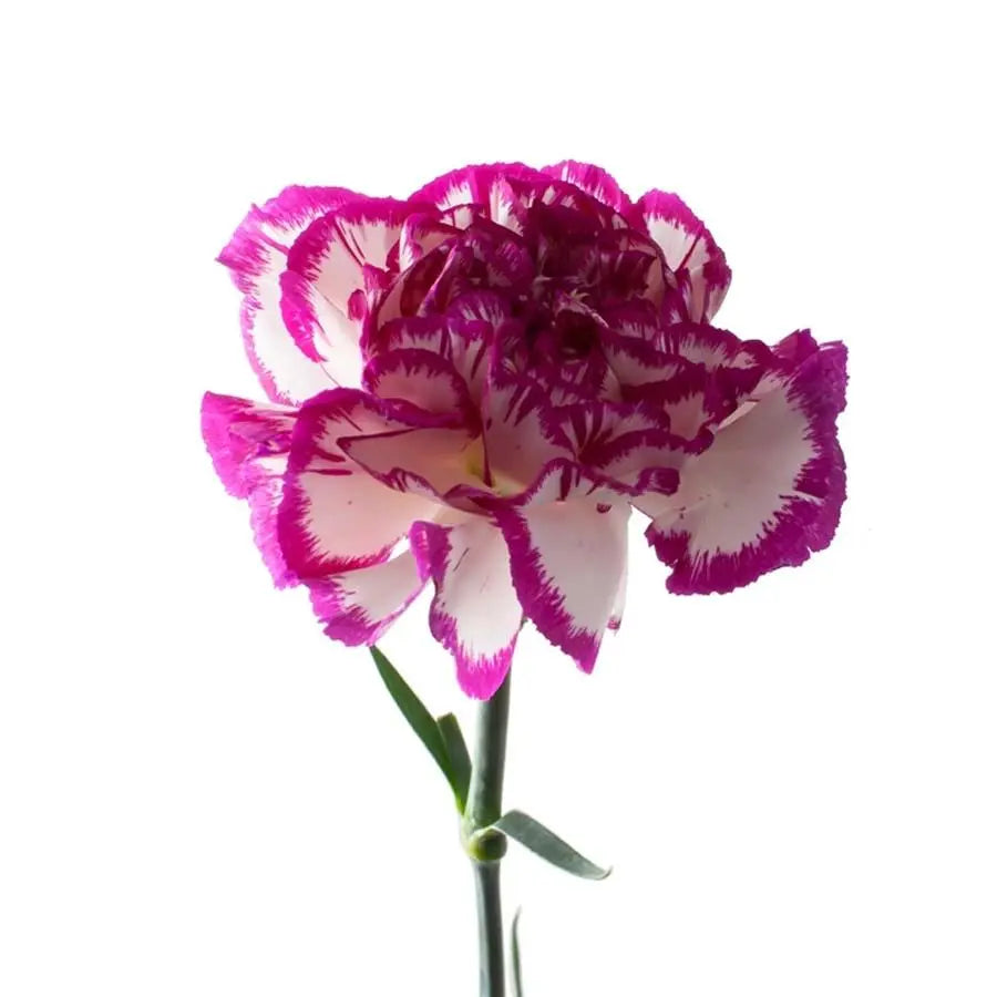 Carnation Kino - 20 Stem Bunch