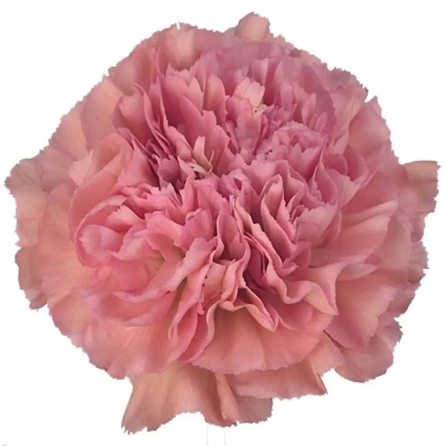 Carnation Lege Pink - 40 Stem Bunch