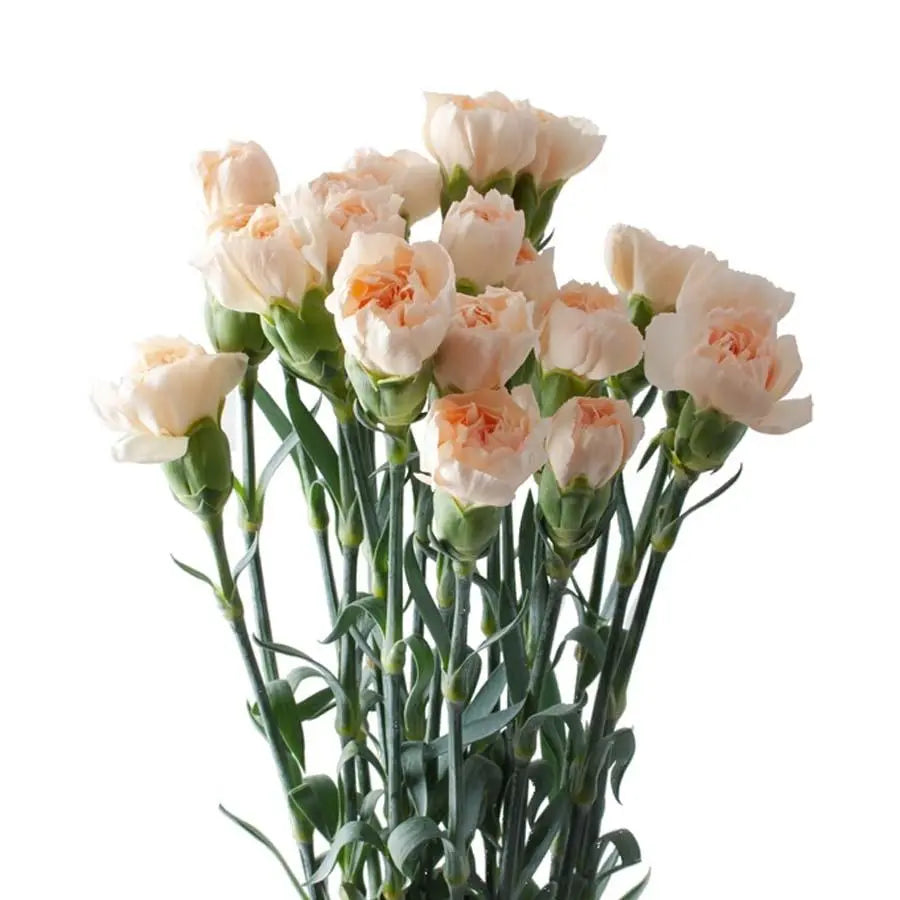 Carnation Lizzy 40 Stem Bunch PetalDriven