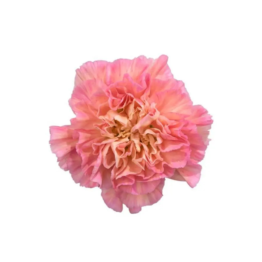 Carnation Minami Passion Select - 200 Stem Box