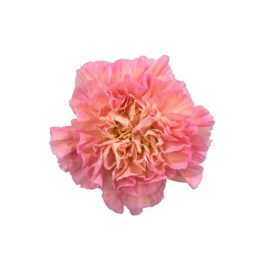Carnations, 200 ct. - Hot Pink