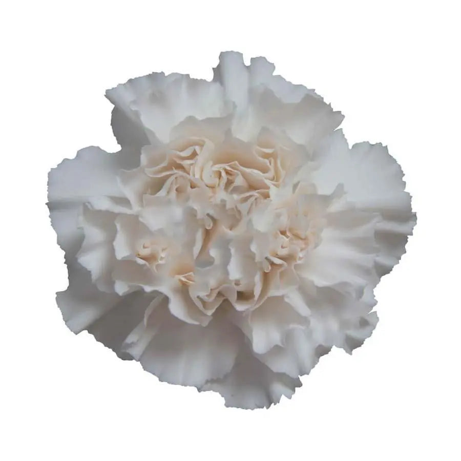 Carnation Moon Golem - 20 Stem Bunch