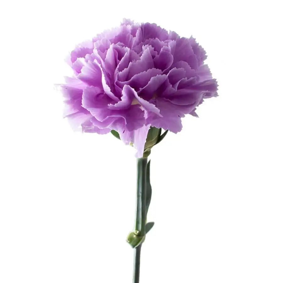 Carnation Moonaqua - 20 Stem Bunch