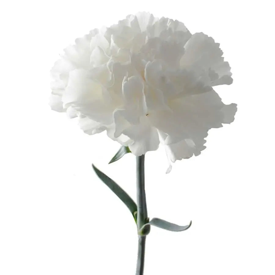 Carnation North Wind - 40 Stem Bunch