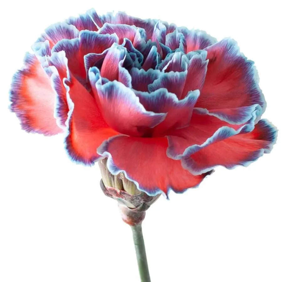 Carnation Painted Bazooka - 20 Stem Bunch