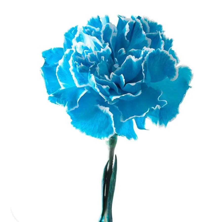 Carnation Painted Blue Lagoon - 40 Stem Bunch