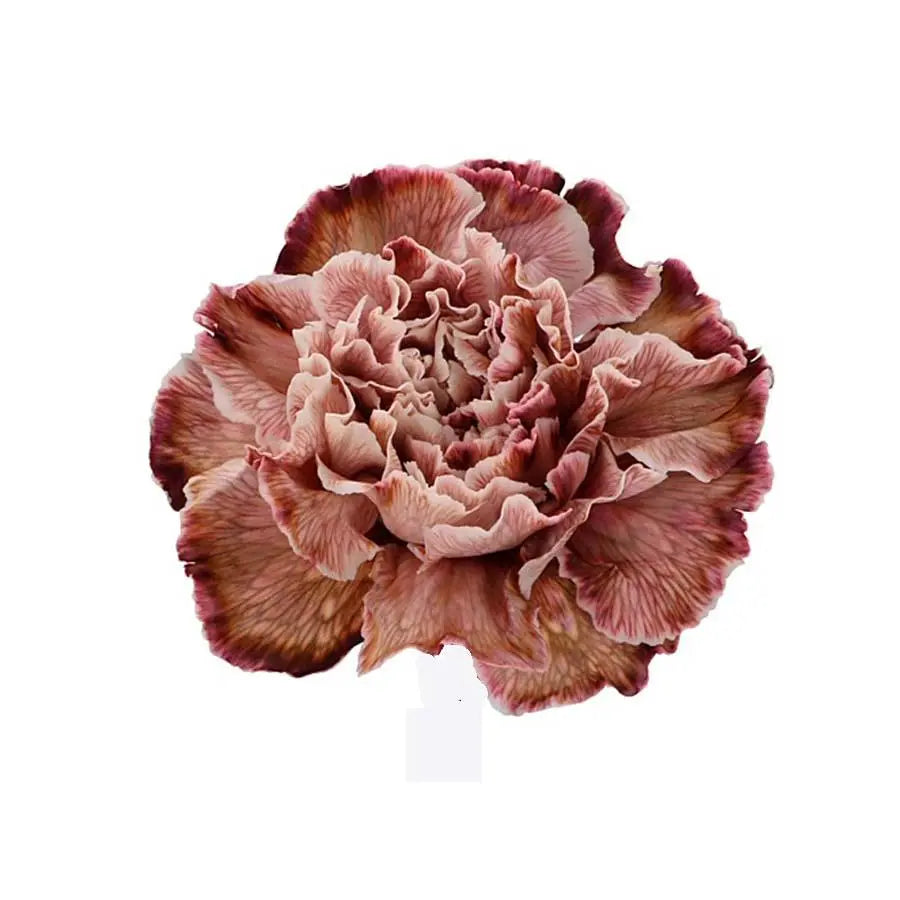 Carnation Painted Brownies - 40 Stem Bunch