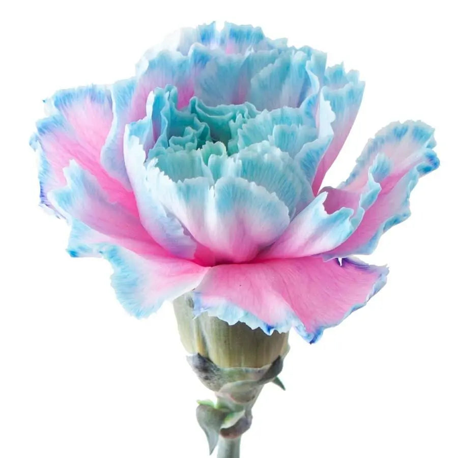 Carnation Painted Bubblegum -20 Stem Bunch