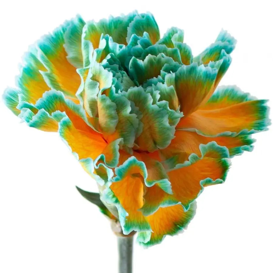 Carnation Painted Curacao - 20 Stem Bunch