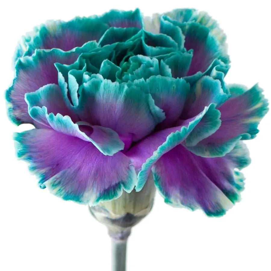 Carnation Painted Ibiza - 20 Stem Bunch