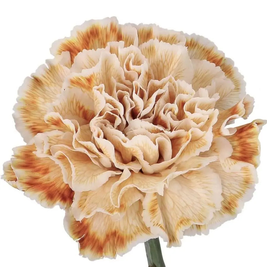 Carnation Painted Latte - 20 Stem Bunch