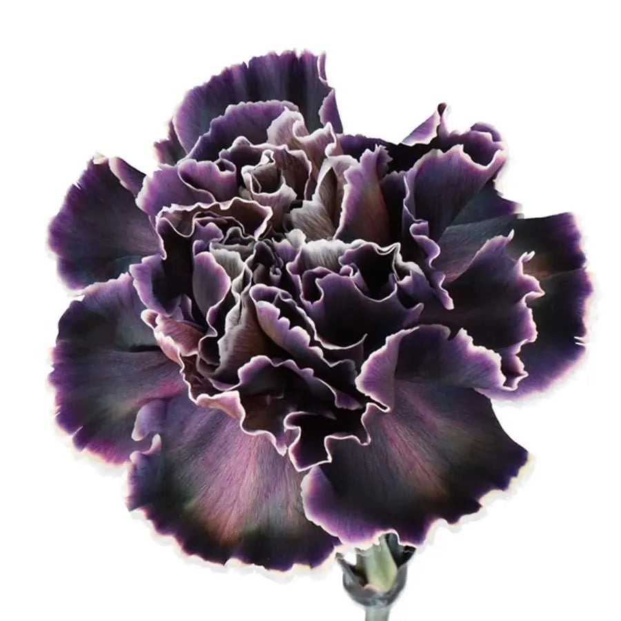 Carnation Painted Molly Black - 20 Stem Bunch