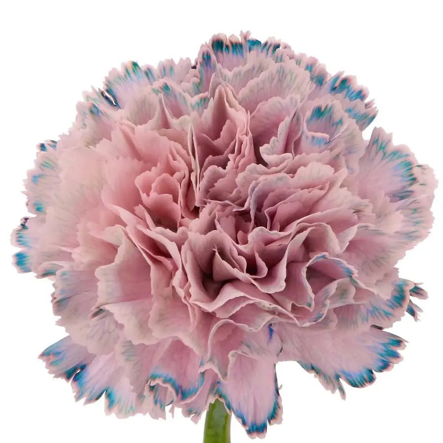 Carnation Painted Mystic Pink - 40 Stem Bunch