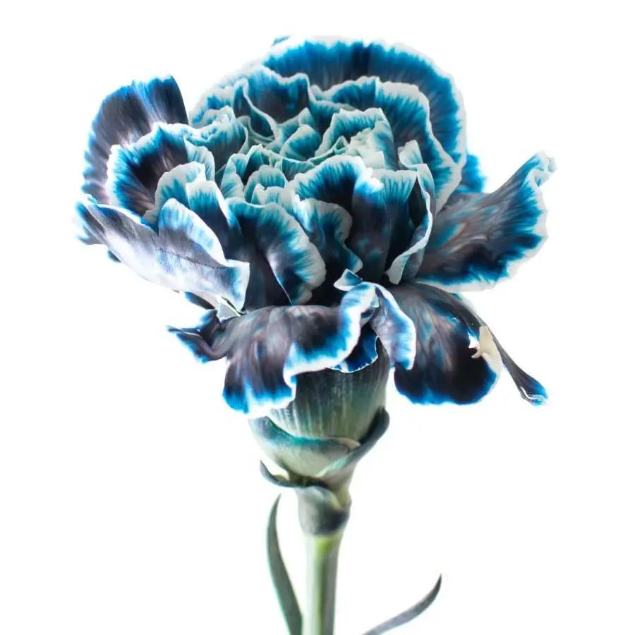 Carnation Painted Navy - 40 Stem Bunch