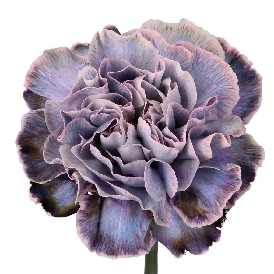 Carnation Painted Violetta - 40 Stem Bunch