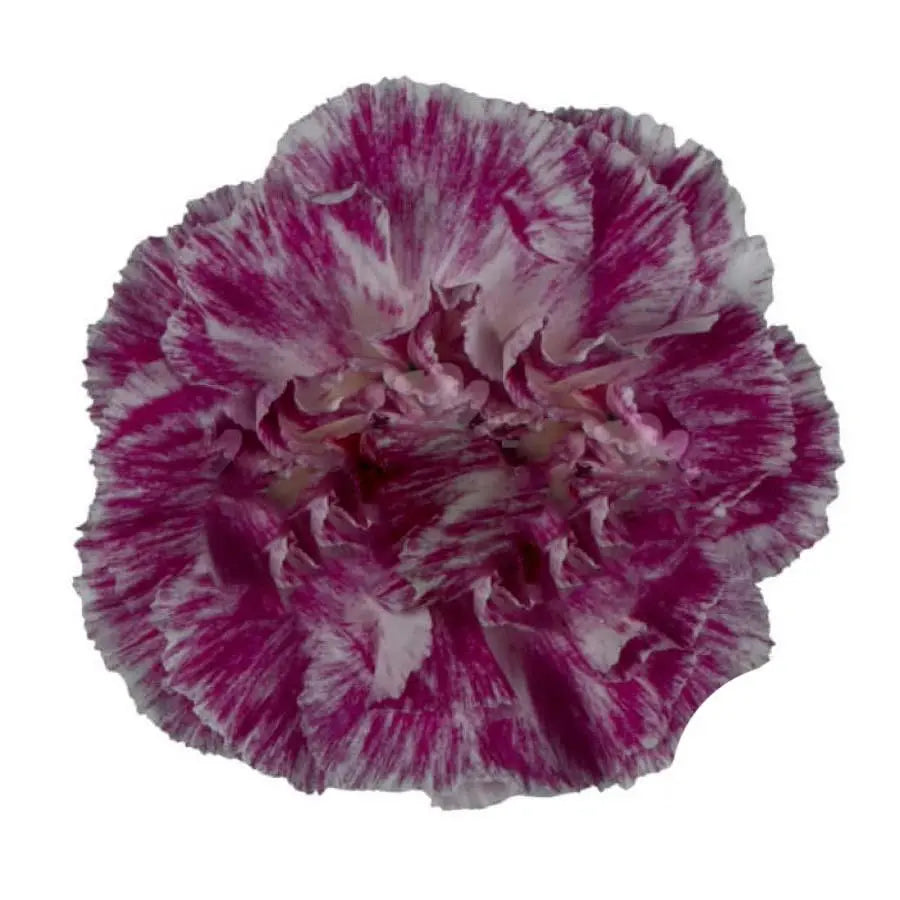 Carnation Premier - 20 Stem Bunch