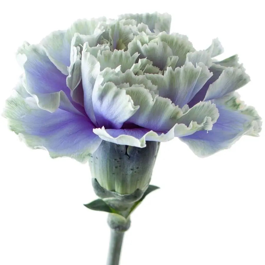 Carnation Painted Purple Fresh - 20 Stem Bunch