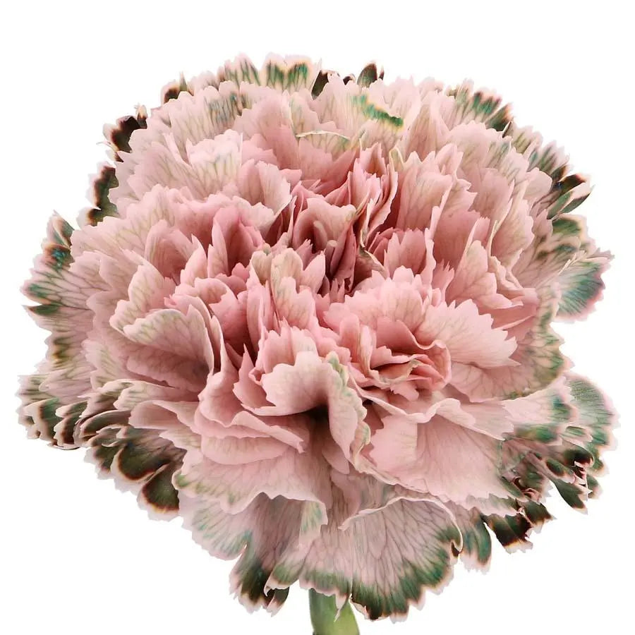 Carnation Painted Rebel Pink - 40 Stem Bunch