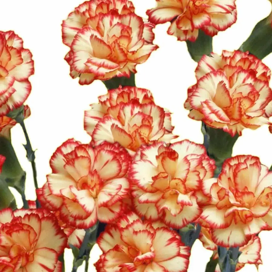 Carnation Spray Carimbo - 50 Stem Bunch