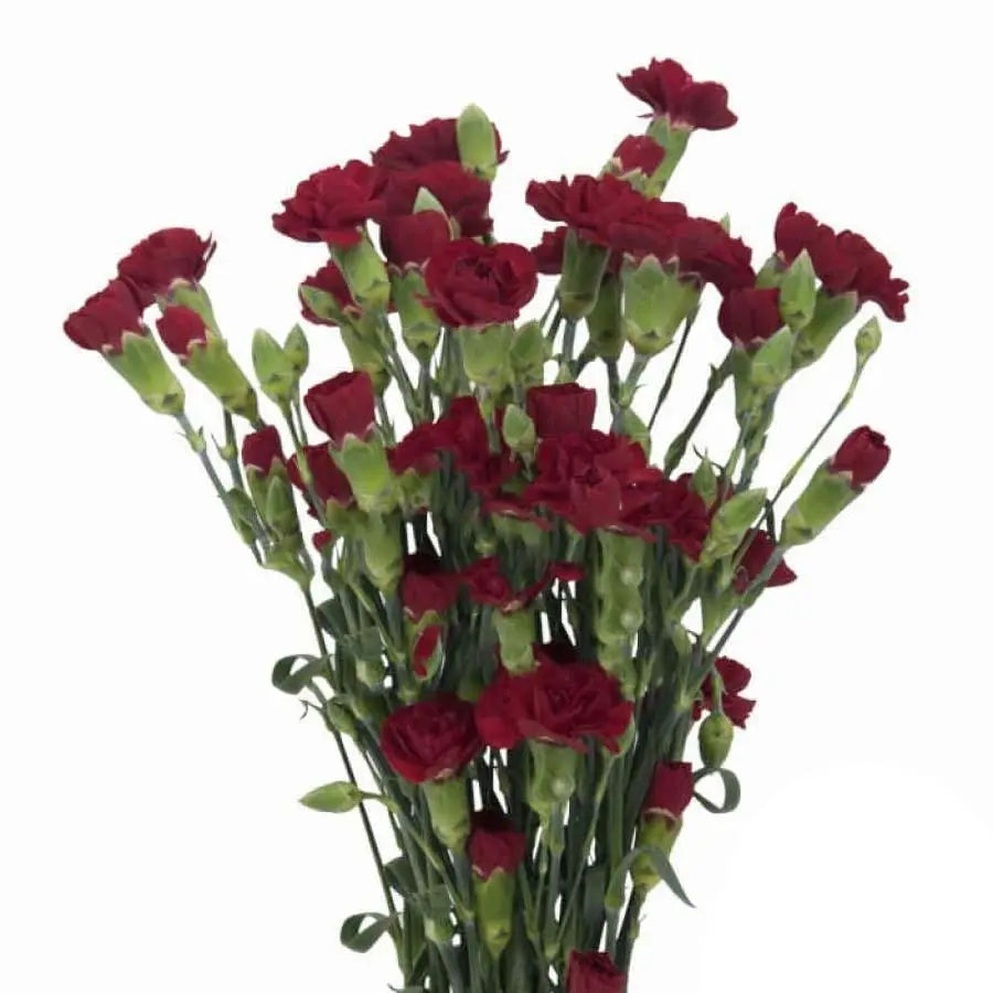 Carnation Spray Chateau - 50 Stem Bunch