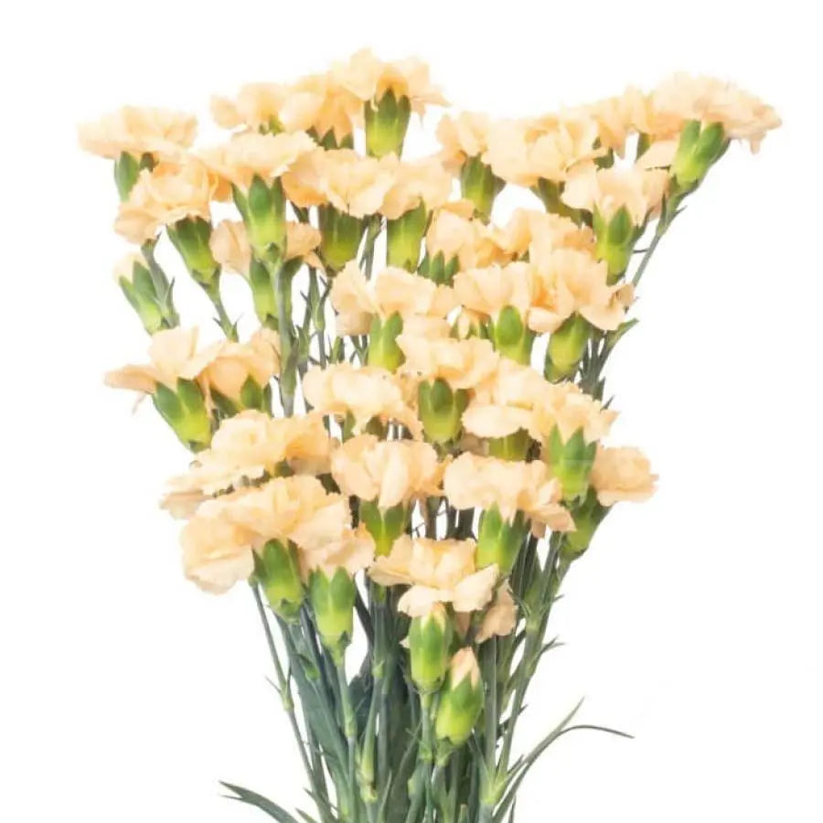 Carnation Spray Dany Gold - 50 Stem Bunch