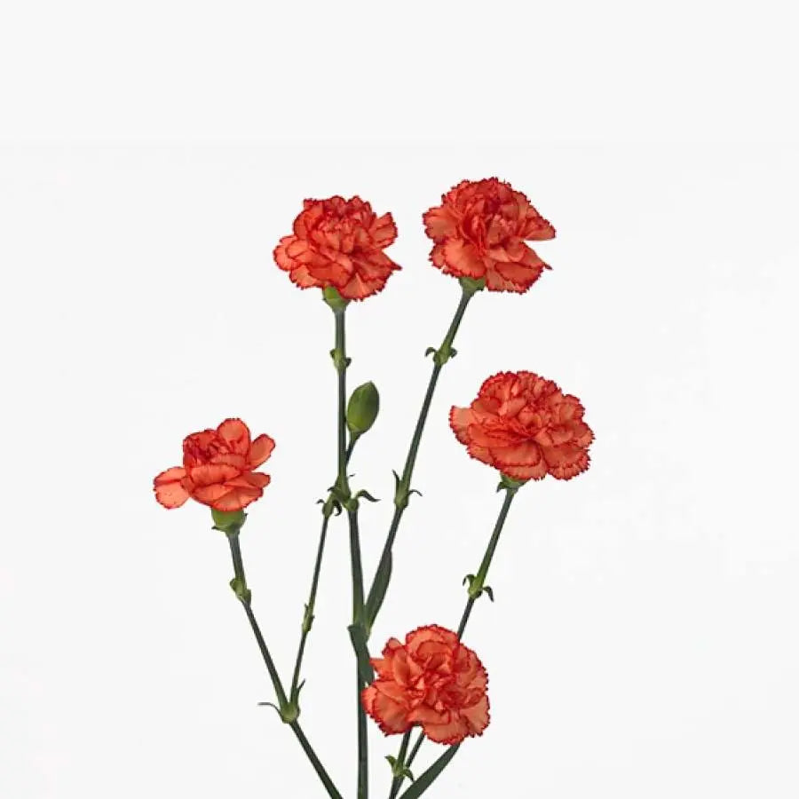Carnation Spray Guadaloupe Select - 50 Stem Bunch