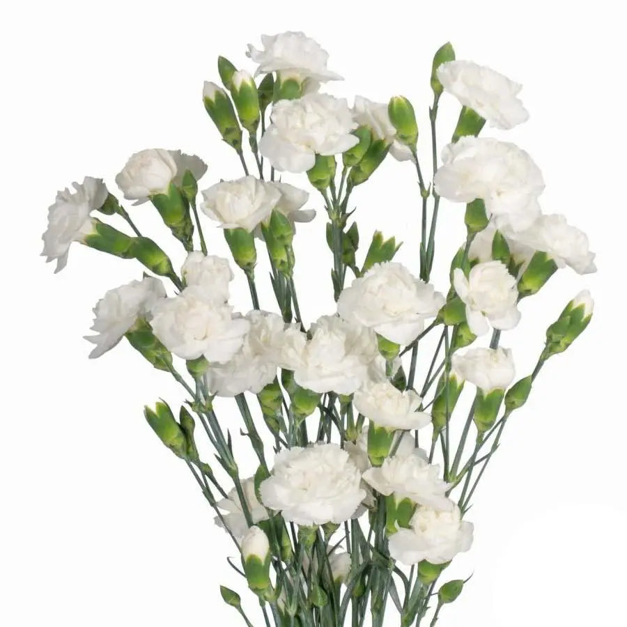 Carnation Spray Ibis White - 50 Stem Bunch