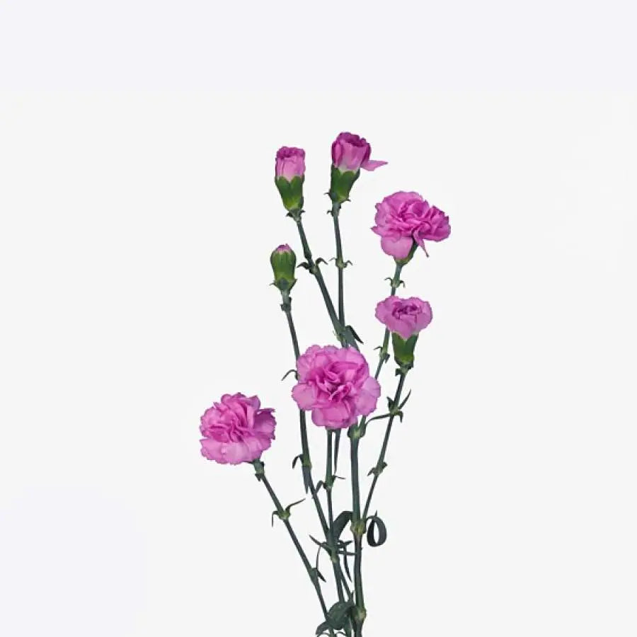 Carnation Spray Malibu - 60 Stem Bunch