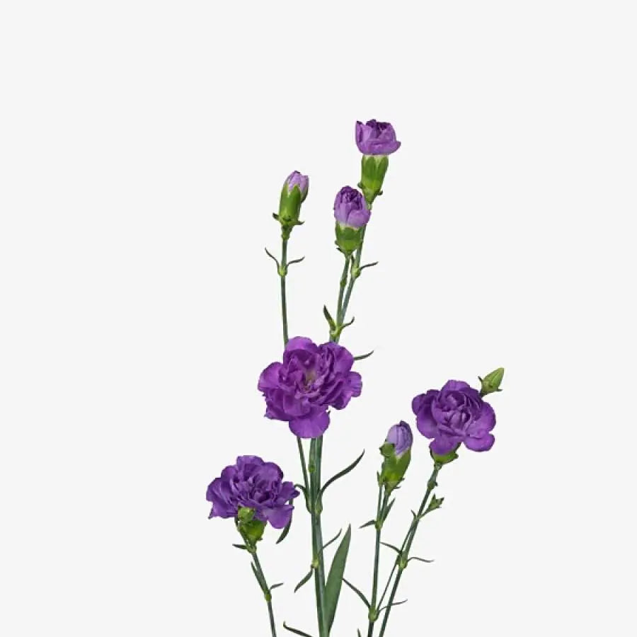 Carnation Spray Moonberry - 50 Stem Bunch