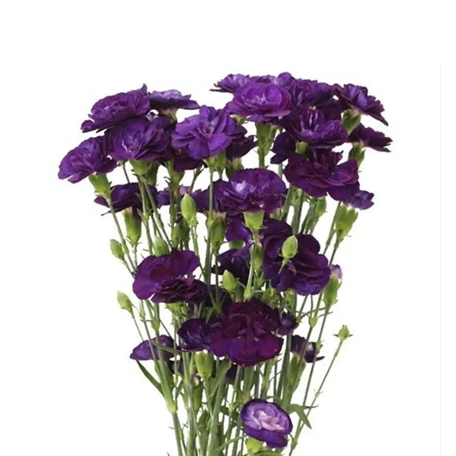 Carnation Spray Moonvelvet - 50 Stem Bunch