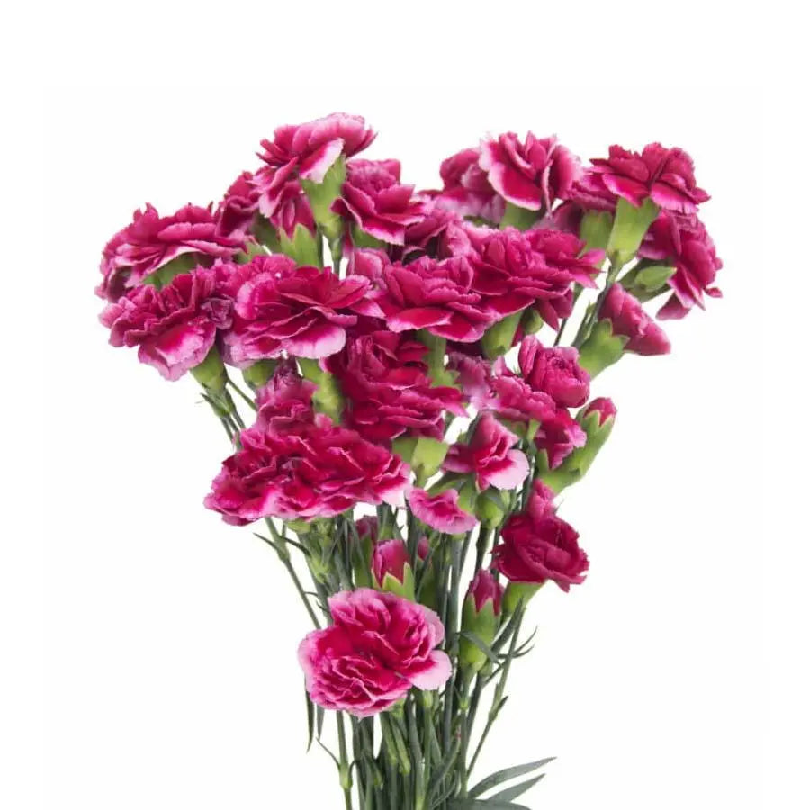 Carnation Spray Royal Tessino - 50 Stem Bunch - PetalDriven