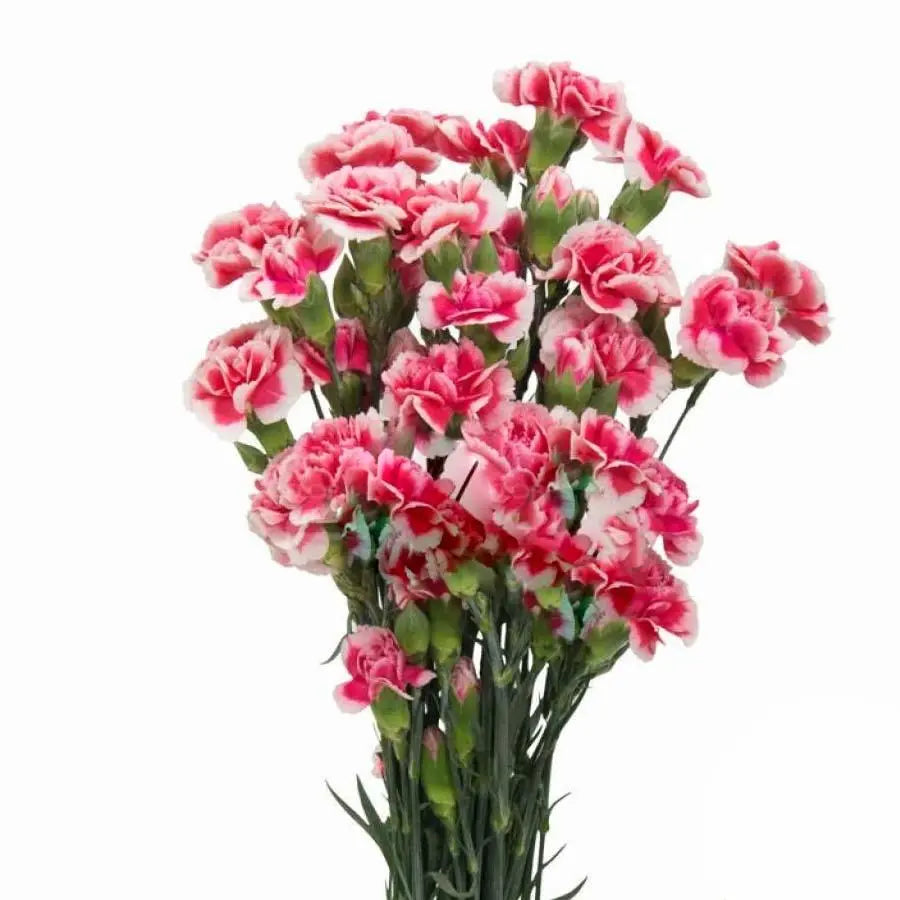 Carnation Spray Scarlette Plus -50 Stem Bunch