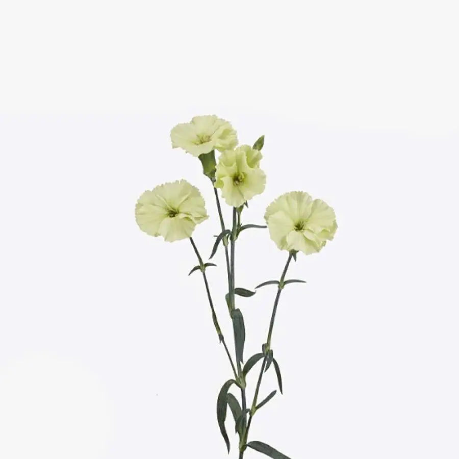Carnation Spray Solomio Bern - 60 Stem Bunch - PetalDriven