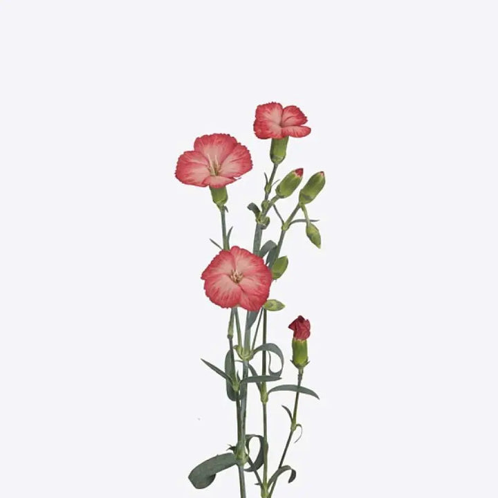 Carnation Spray Solomio Clif - 60 Stem Bunch