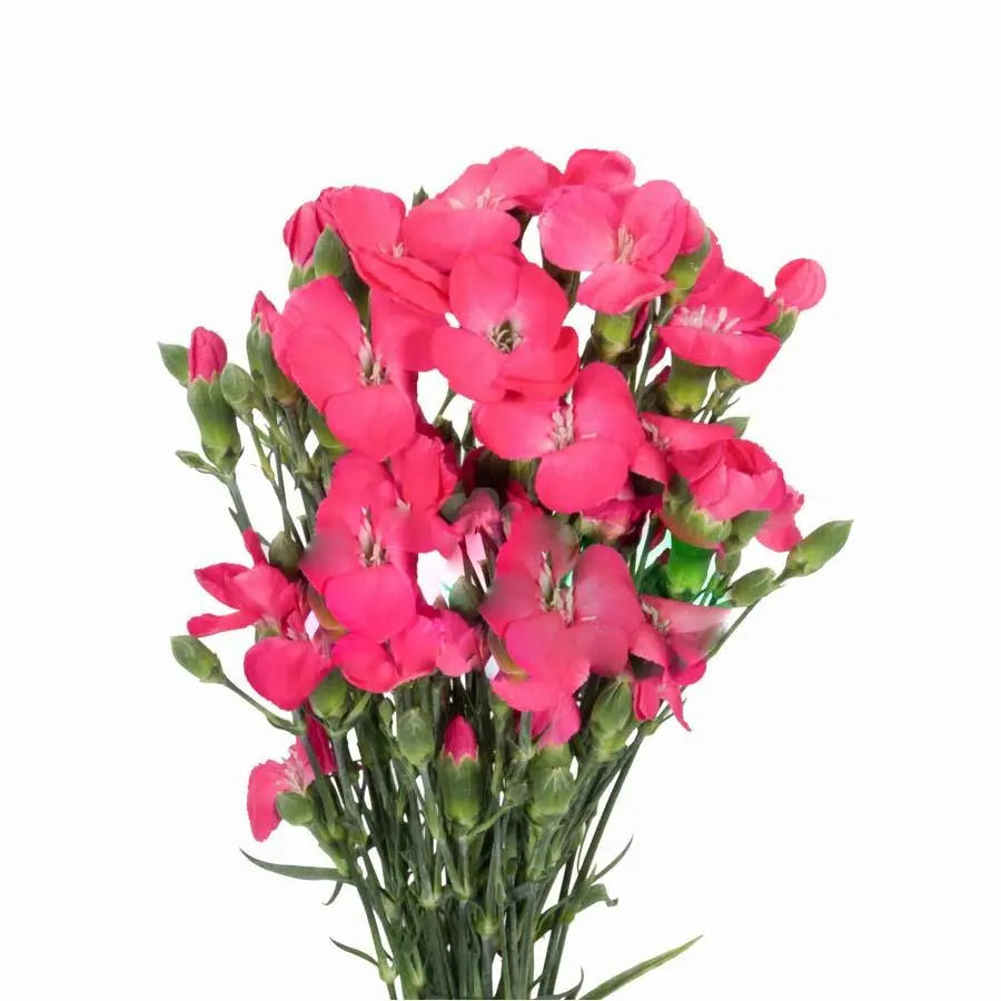 Carnation Spray Solomio Imre - 60 Stem Bunch
