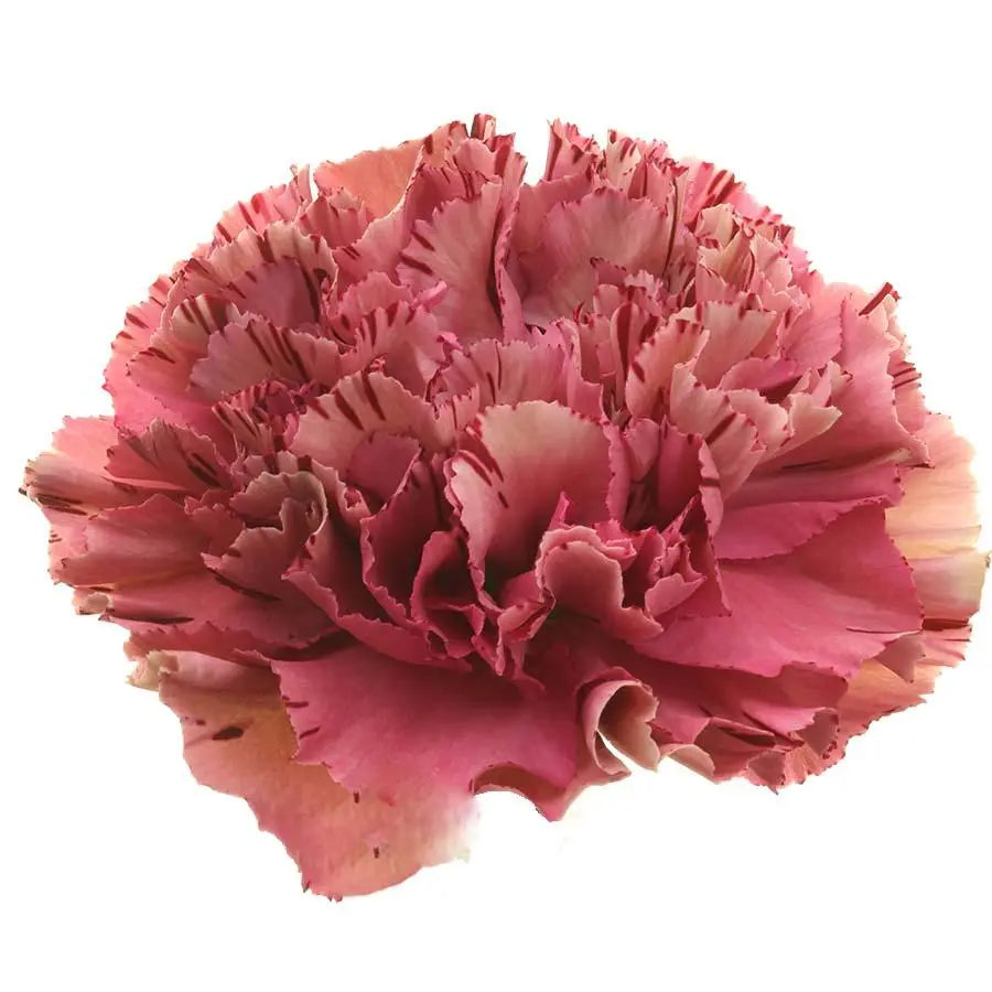 Carnation Viper Wine - 80 Stem Bunch