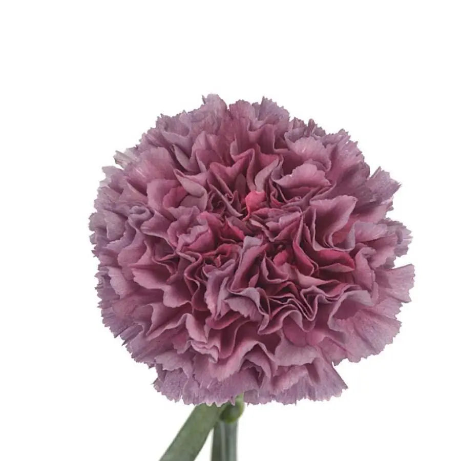 Carnation Winner Thrill - 20 Stem Bunch