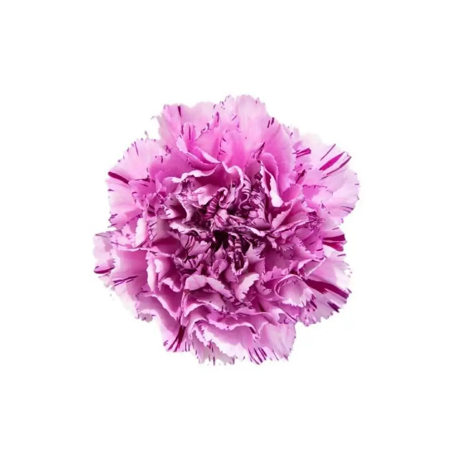 Carnation Yukari Scuro Select - 200 Stem Box - PetalDriven Carnation Yukari Scuro Select - 200 Stem Box - PetalDriven