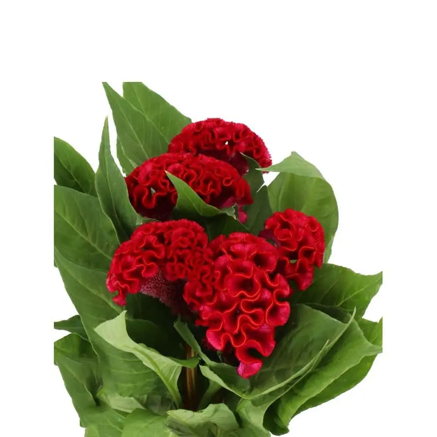 Celosia Cristata Act Dara - 20 Stems